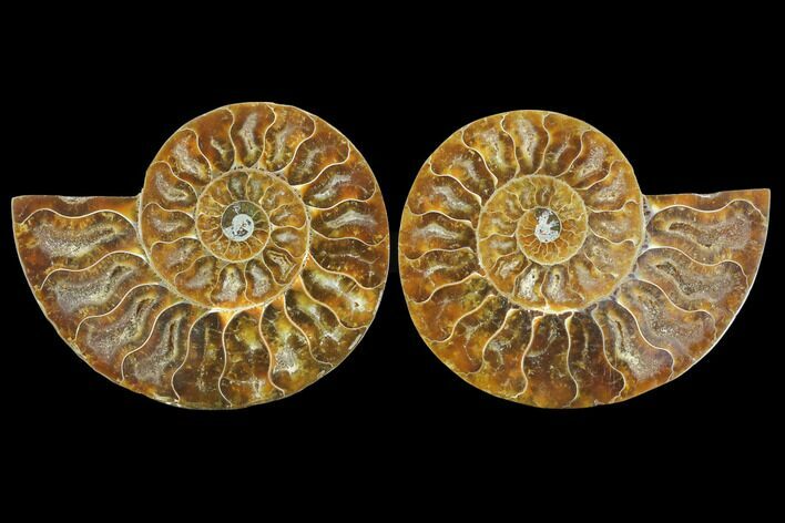Sliced Ammonite Fossil - Agatized #125044